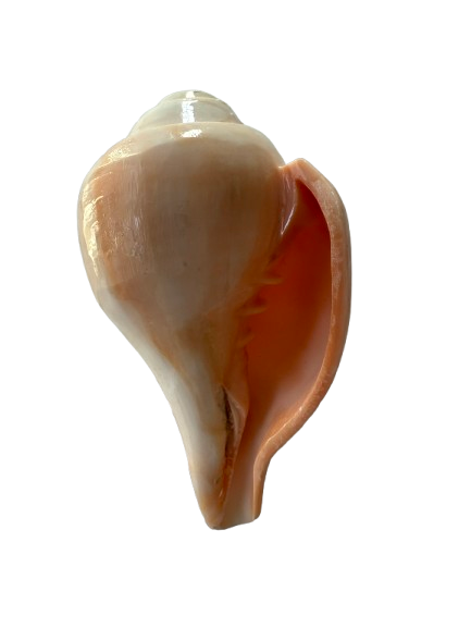 Dakshinavarti Sankh