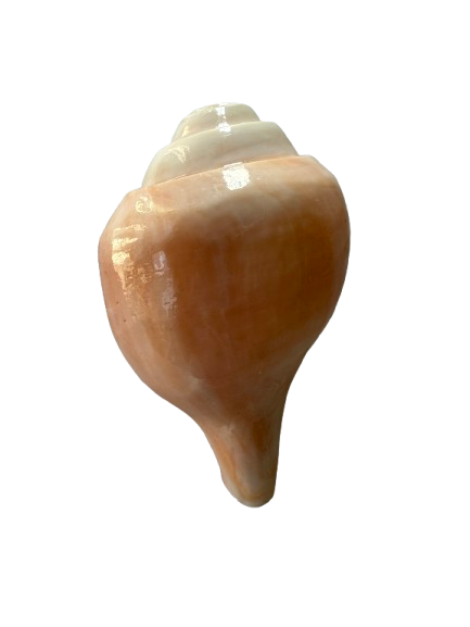 Dakshinavarti Sankh